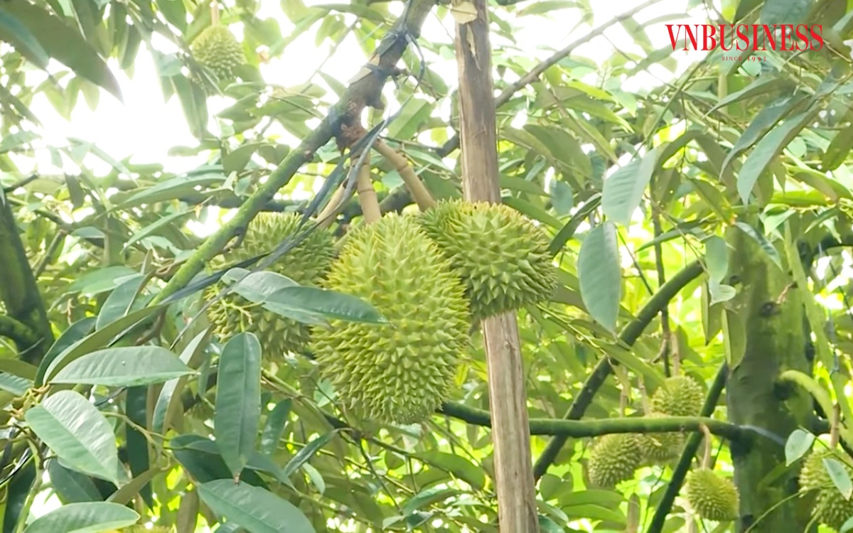 Khánh Sơn định hướng phát triển sầu riêng theo quy hoạch, nâng cao chất lượng, hướng đến xuất khẩu.