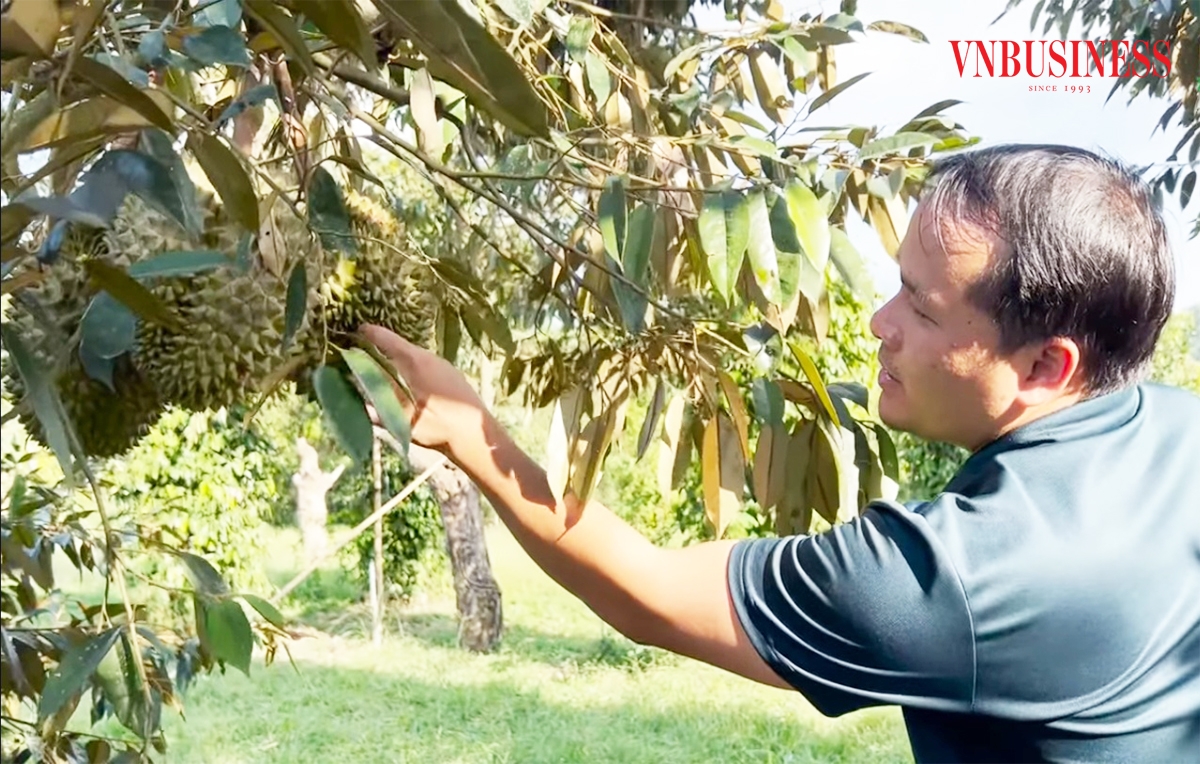 Cây sầu riêng đang mang lại hàng nghìn tỷ đồng, trở thành cây tỷ phú của nông dân Khánh Sơn.