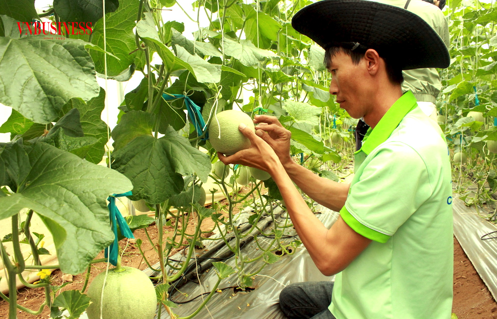 Để tăng thu hút DN đầu tư vào nông nghiệp xanh đòi hỏi cần phải sớm tháo gỡ cho được các “điểm nghẽn”, các khúc mắc như hiện tại.