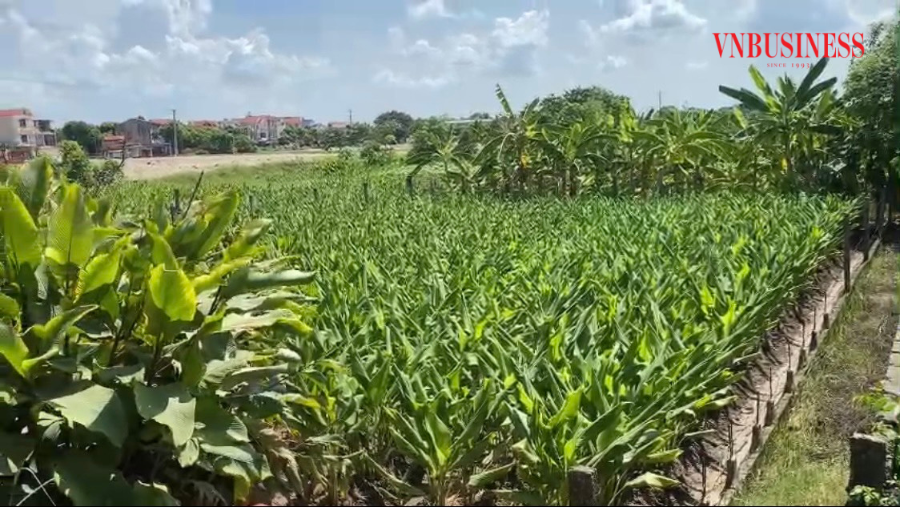 HTX Thương mại dịch vụ sản xuất nghệ Đại Hưng hiện có 9 thành viên đang canh tác tổng diện tích trồng nghệ xen canh lạc gần 3ha.