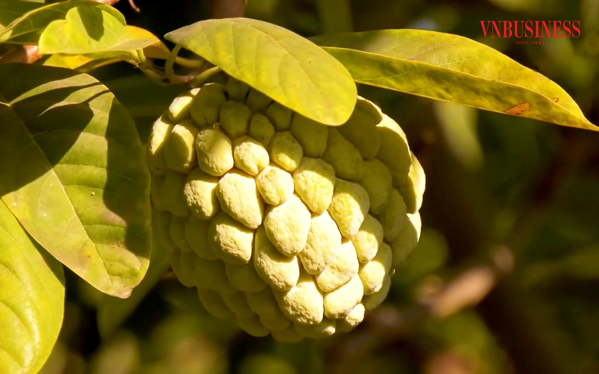 Cần thêm chính sách hỗ trợ để mở rộng thị trường cho trái na, đặc biệt là mở cánh cửa xuất khẩu.