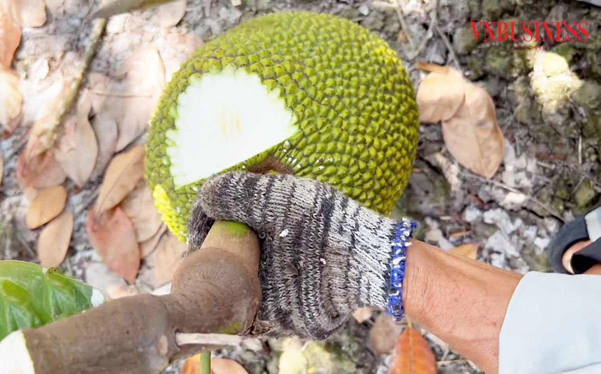 Định hướng xây dựng các vùng trồng theo chuỗi, vận động các hộ sản xuất vào HTX, tổ hợp tác, liên kết với doanh nghiệp để mô hình trồng mít phát triển bền vững, tránh tình trạng được mùa mất giá.