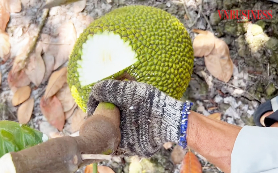 Định hướng xây dựng các vùng trồng theo chuỗi, vận động các hộ sản xuất vào HTX, tổ hợp tác, liên kết với doanh nghiệp để mô hình trồng mít phát triển bền vững, tránh tình trạng được mùa mất giá.