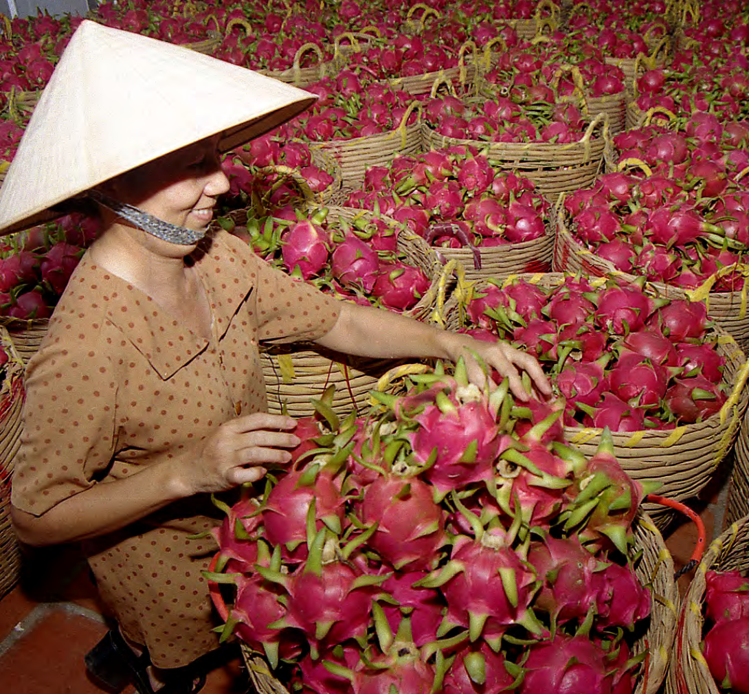 Thanh long là một trong những mặt hàng bị cảnh báo.