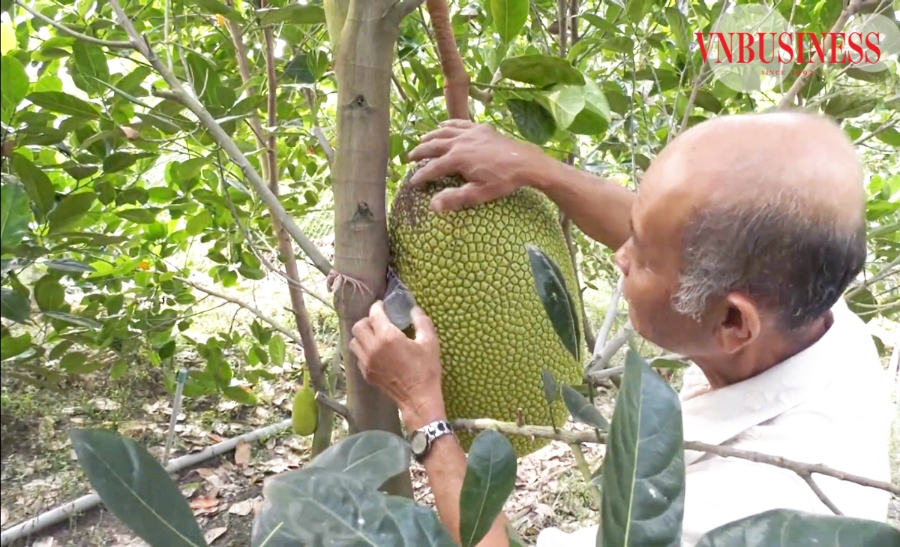Nhà vườn trồng mít tại Tiền Giang đang rất phấn khởi khi giá bán tăng cao kỷ lục.