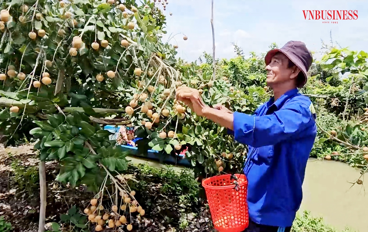 Thanh nhãn chín sớm ở Cần Thơ đang có giá cao, tiêu thụ thuận lợi.