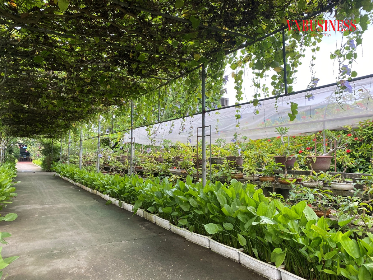 Nhiều loại hoa, cây cảnh được trưng bày trong khuôn viên rộng gần 1ha.