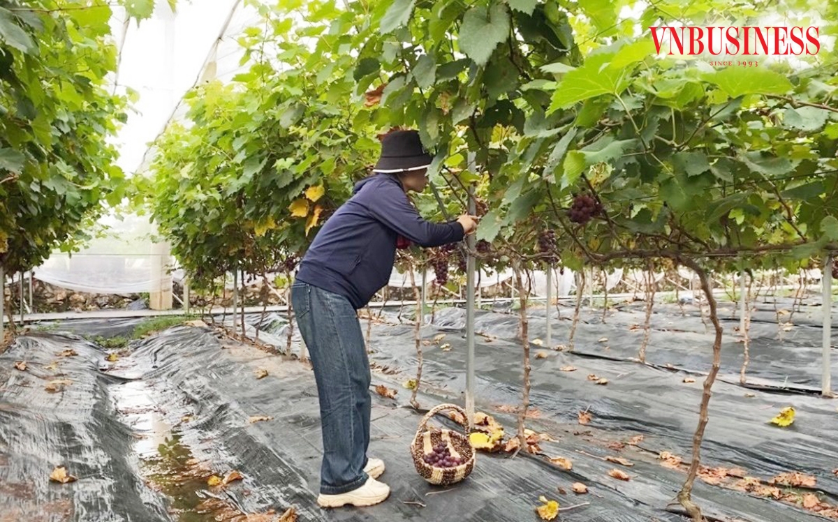 HTX sản xuất trong nhà màng, ứng dụng tưới tiết kiệm tại Hà Nội.