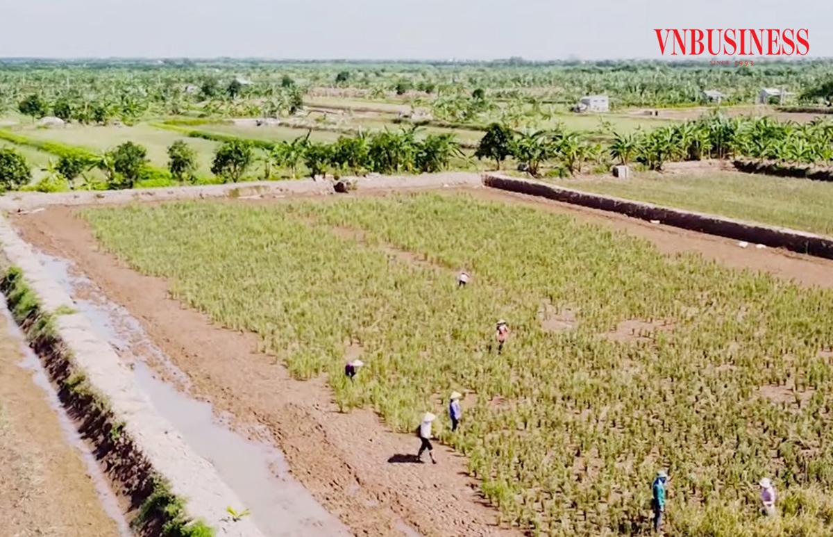 Mô hình trồng lúa kết hợp nuôi rươi đang là lựa chọn của nhiều nông dân trên địa bàn huyện Kiến Xương.