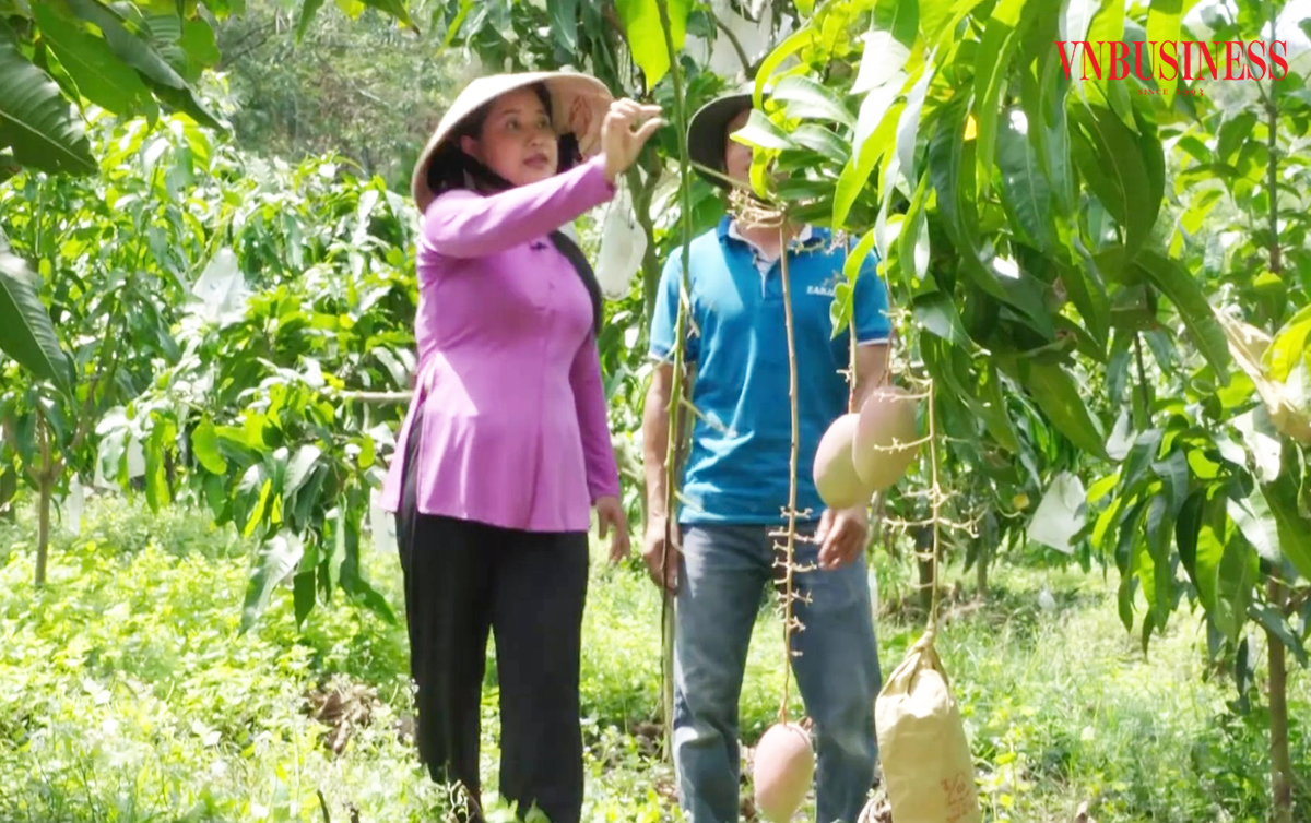 Xoài An Giang đang được xuất khẩu đi nhiều thị trường lớn, khó tính nhờ chất lượng vượt trội.