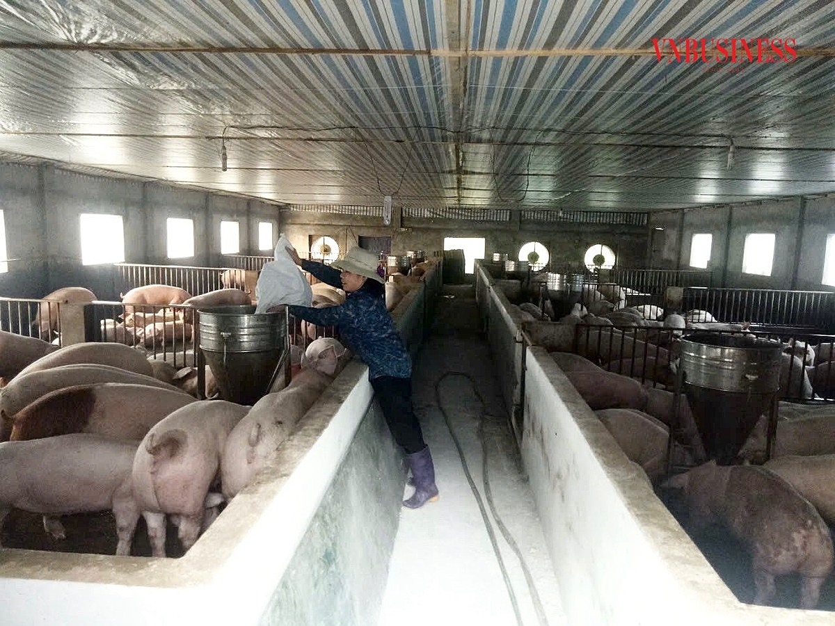 Trước tình hình dịch bệnh phức tạp, nhiều HTX đã chủ động công tác phòng, chống, đảm bảo an toàn cho đàn lợn.