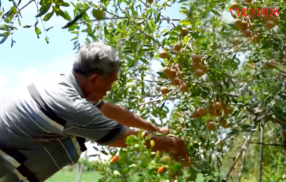 Nhãn xuồng cũng là cây thế mạnh về xuất khẩu ở An Giang, mang lại thu nhập cao cho nông dân.