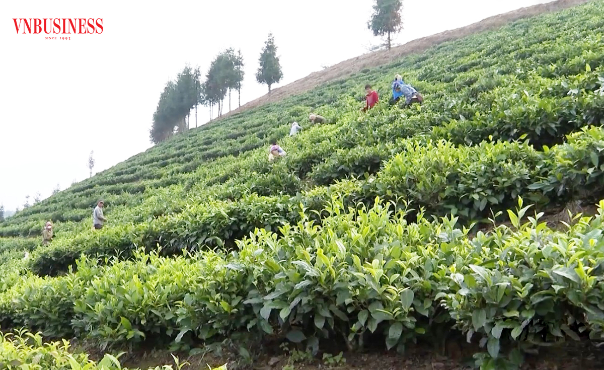 Mường Khương tiếp tục định hướng phát triển nông nghiệp hàng hóa, thúc đẩy chuỗi giá trị.