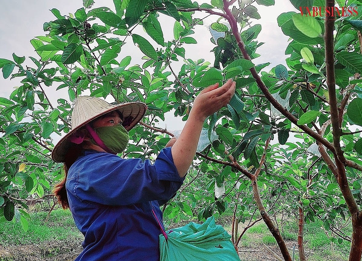 Người trồng tuyển quả - lựa những quả tốt nhất để giữ lại.