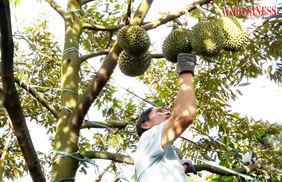 Bên cạnh những kết quả tích cực, người trồng sầu riêng đang đối diện với không ít thách thức.