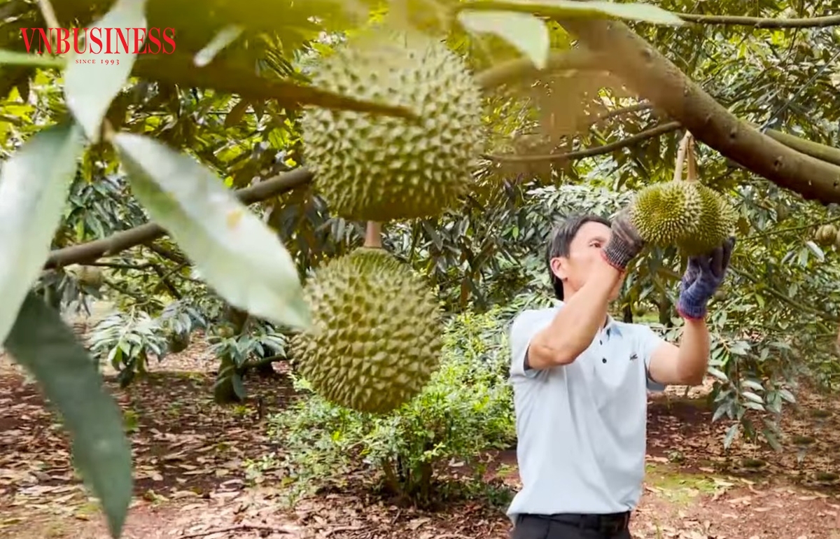 Sầu riêng đang mang lại giá trị kinh tế cao cho các hộ sản xuất, thành viên HTX.