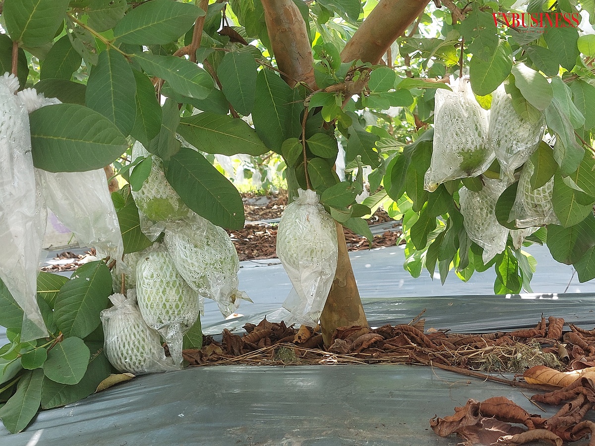 Thời điểm từ tháng 8 âm lịch đến cuối năm là thời kỳ quả ổi có chất lượng ngon nhất trong năm.