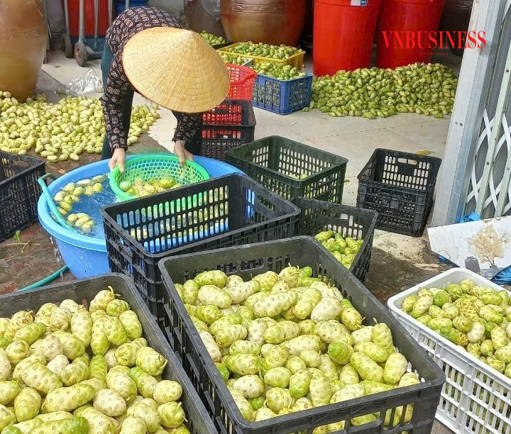 Quả nhàu sau khi thu hoạch được đem về sơ chế và phân loại, chọn lọc tại xưởng.