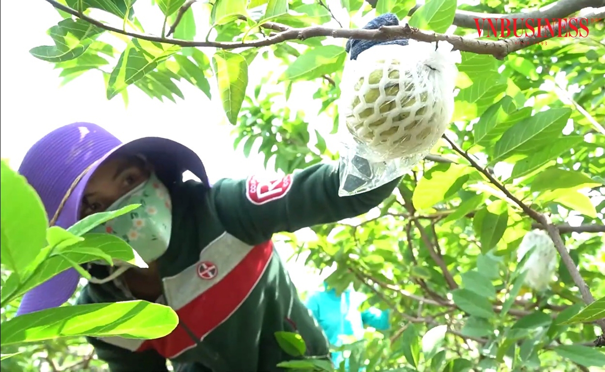 Mãng cầu đang mang lại giá trị kinh tế ổn định cho nông dân Sóc Trăng.