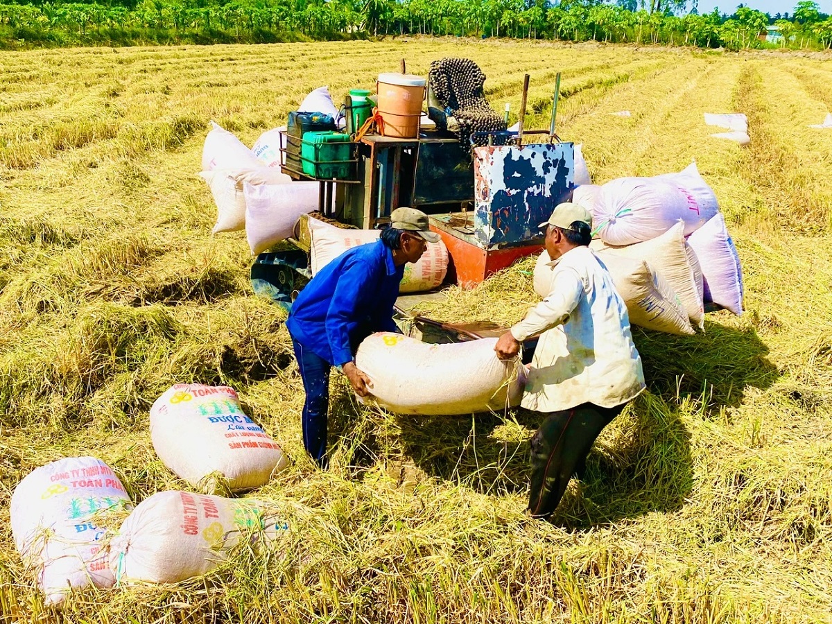 Cần lắm nhạc trưởng điều phối ngành lúa gạo