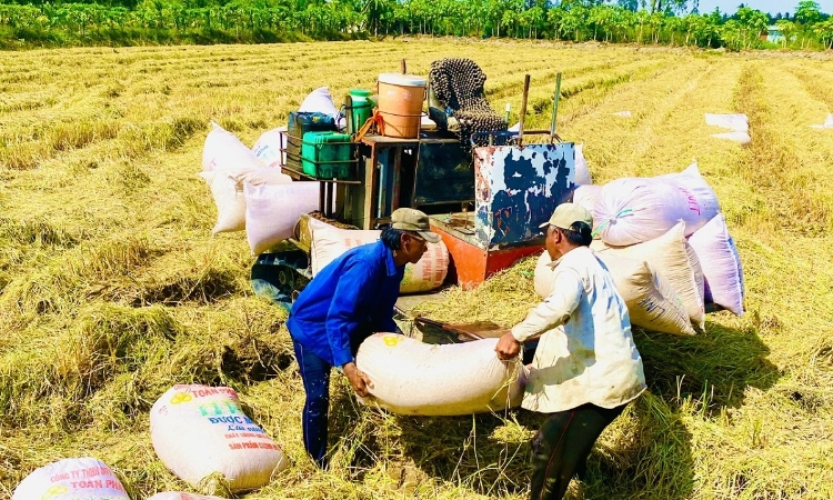 Cần lắm nhạc trưởng điều phối ngành lúa gạo