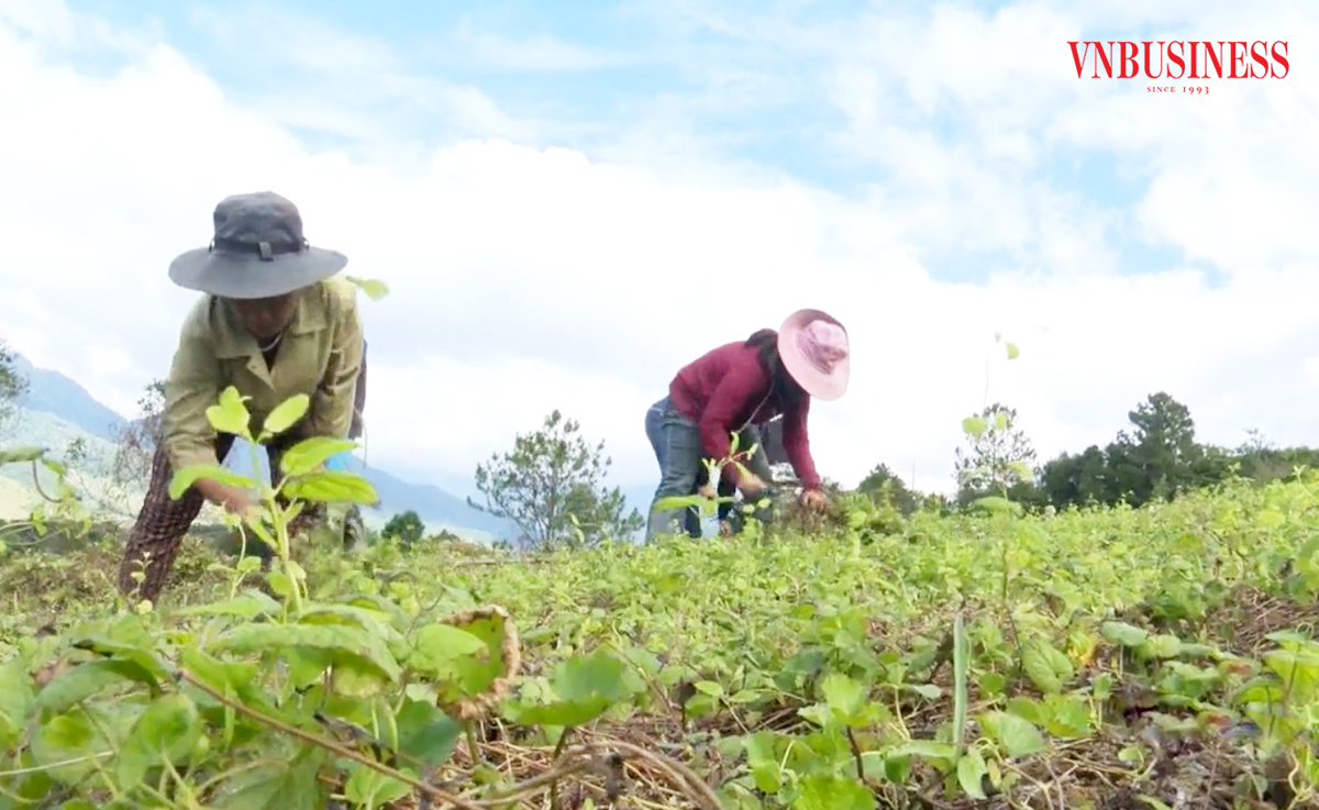 Cây dược liệu đang cho thấy tiềm năng lớn, có thể trở thành cây xóa nghèo, làm giàu cho nông dân ở Kon Tum.