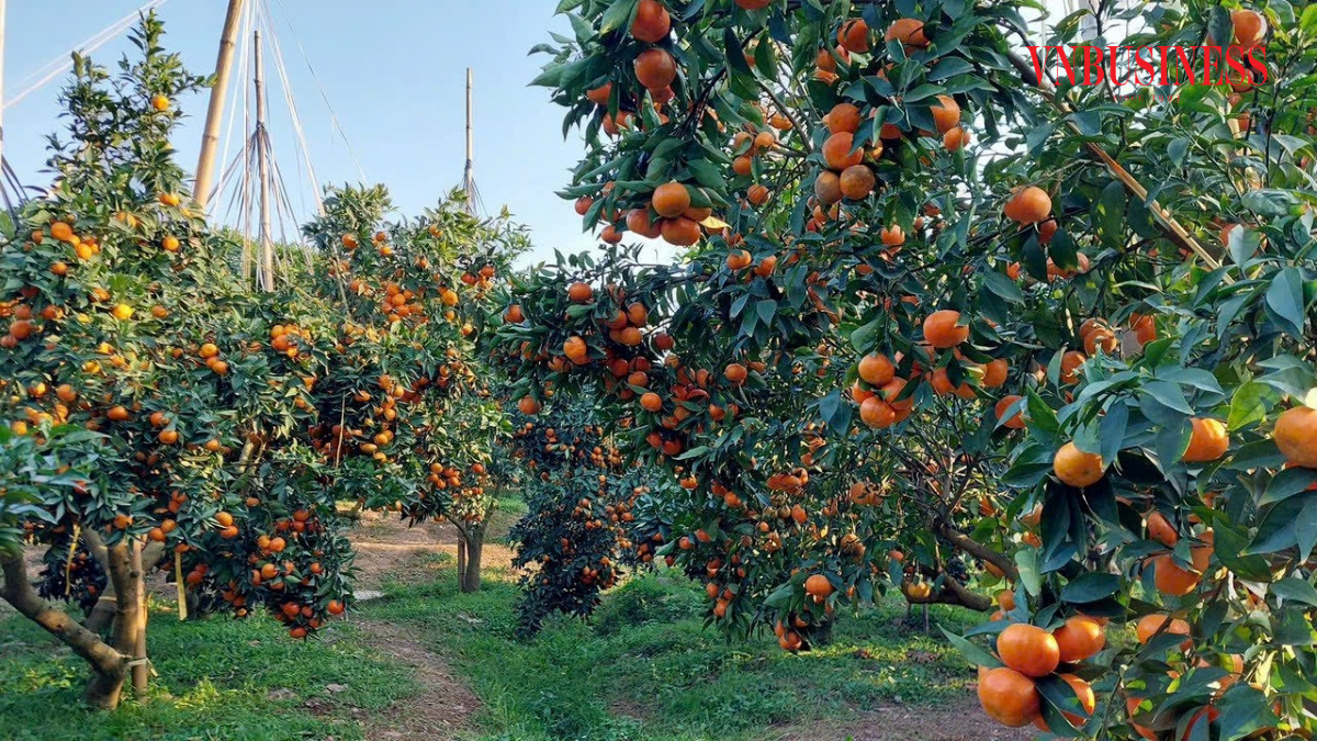 Với tổng diện tích gần 60ha đất canh tác, trung bình mỗi năm, HTX thu gần 700 tấn quả, doanh thu hơn 10 tỷ đồng.