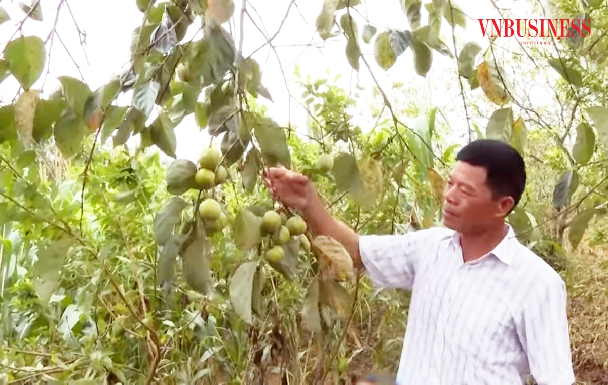 Hồng đang là một trong những loại cây kinh tế chủ lực ở nhiều địa phương tỉnh Lạng Sơn.