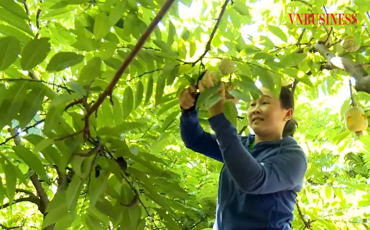 Nhắc đến cây ăn quả chủ lực ở Lạng Sơn thì không thể bỏ qua cây na ở Chi Lăng.