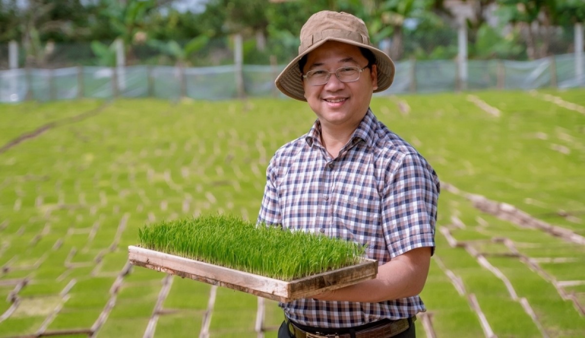 Sản xuất lúa hữu cơ có chứng nhận mở cơ hội tiêu thụ, nâng khả năng cạnh tranh cho HTX, doanh nghiệp.