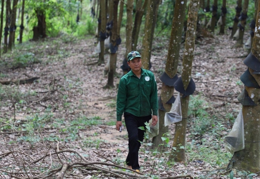 EUDR cấm nhập khẩu 7 nhóm mặt hàng vào EU nếu quá trình sản xuất các mặt hàng này gây mất rừng. Tại Việt Nam, ba nhóm ngành bị tác động chính bao gồm gỗ, cao su và cà phê.