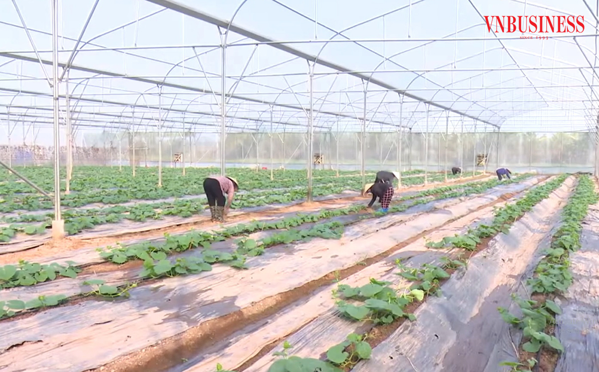 Nông nghiệp công nghệ cao là định hướng đường dài của ngành nông nghiệp Hải Dương.