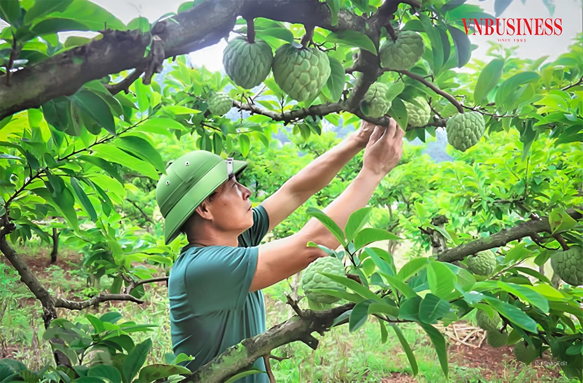 Nhờ áp dụng theo tiêu chuẩn hữu cơ, chất lượng cây và quả na dai của HTX không ngừng được cải thiện, giá trị sản phẩm cũng từng bước được nâng lên.