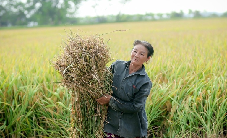 Thu nhập của người trồng lúa vẫn còn thấp.