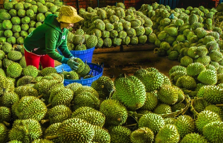 Xuất khẩu chính ngạch dừa tươi, sầu riêng đông lạnh, cá sấu sang Trung Quốc.