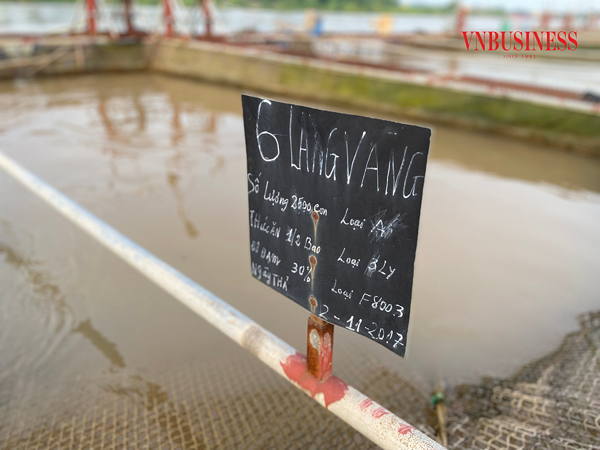 Mỗi lồng được cắm biển, ghi chép cẩn thận về ngày thả giống, chủng loại giống, loại cám cho ăn…