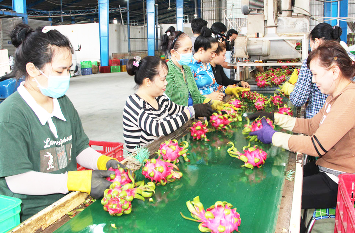 Nâng cao chất lượng sản phẩm là chìa khóa để trái thanh long lấy lại vị thế, tăng giá trị &lpar;Ảnh: BLA&rpar;.