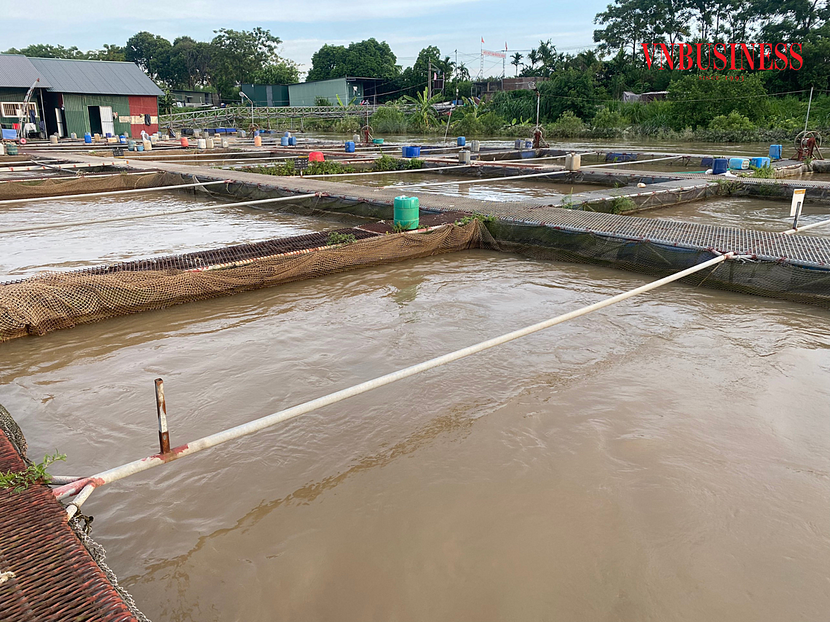 HTX đã triển khai hệ thống lồng bè nuôi cá, vừa đảm bảo nguồn nước sạch từ thiên nhiên, vừa giảm chi phí so với nuôi trong ao hồ.