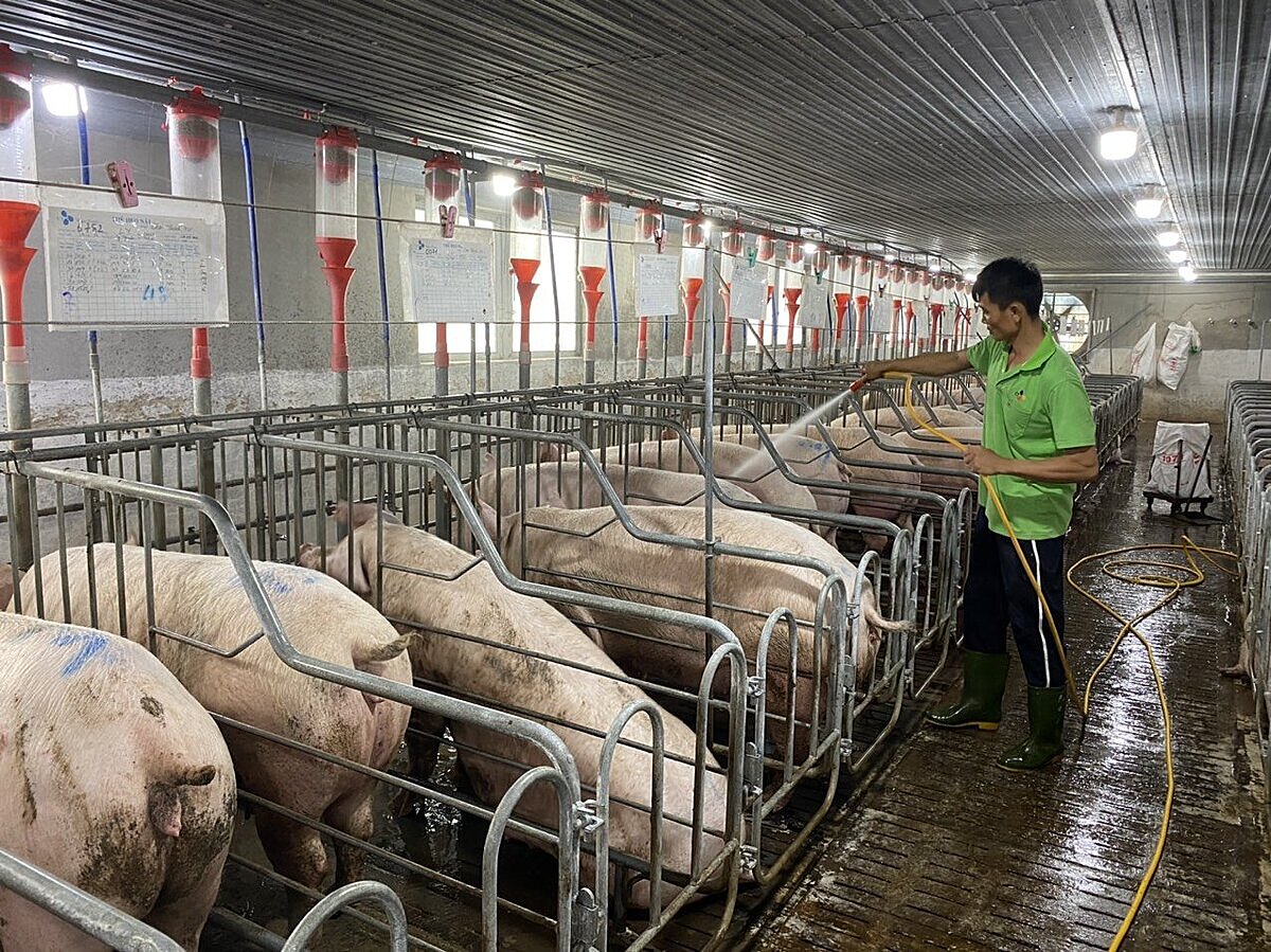 Mỗi năm, lượng phát thải khí nhà kính từ hoạt động chăn nuôi lợn là khoảng 22 triệu tấn CO2.