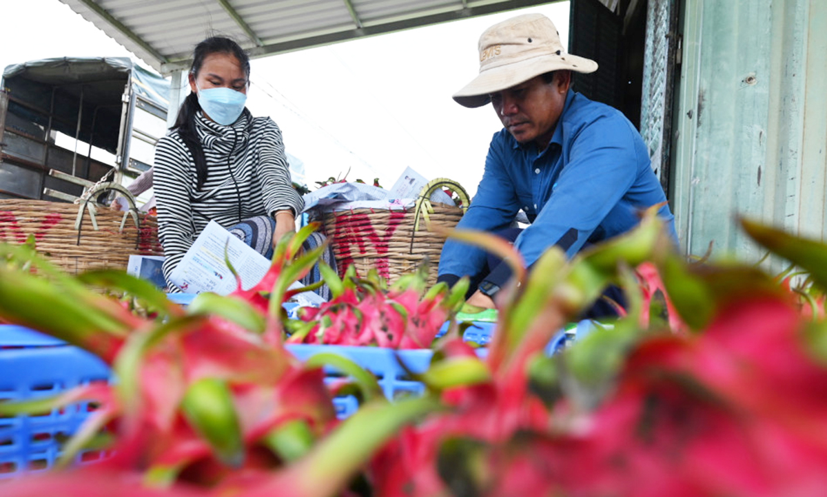 Thanh long vẫn đang là một trong 4 loại trái cây chủ lực, giúp xóa đói giảm nghèo, nâng cao đời sống người dân ở Long An &lpar;Ảnh: BLA&rpar;.