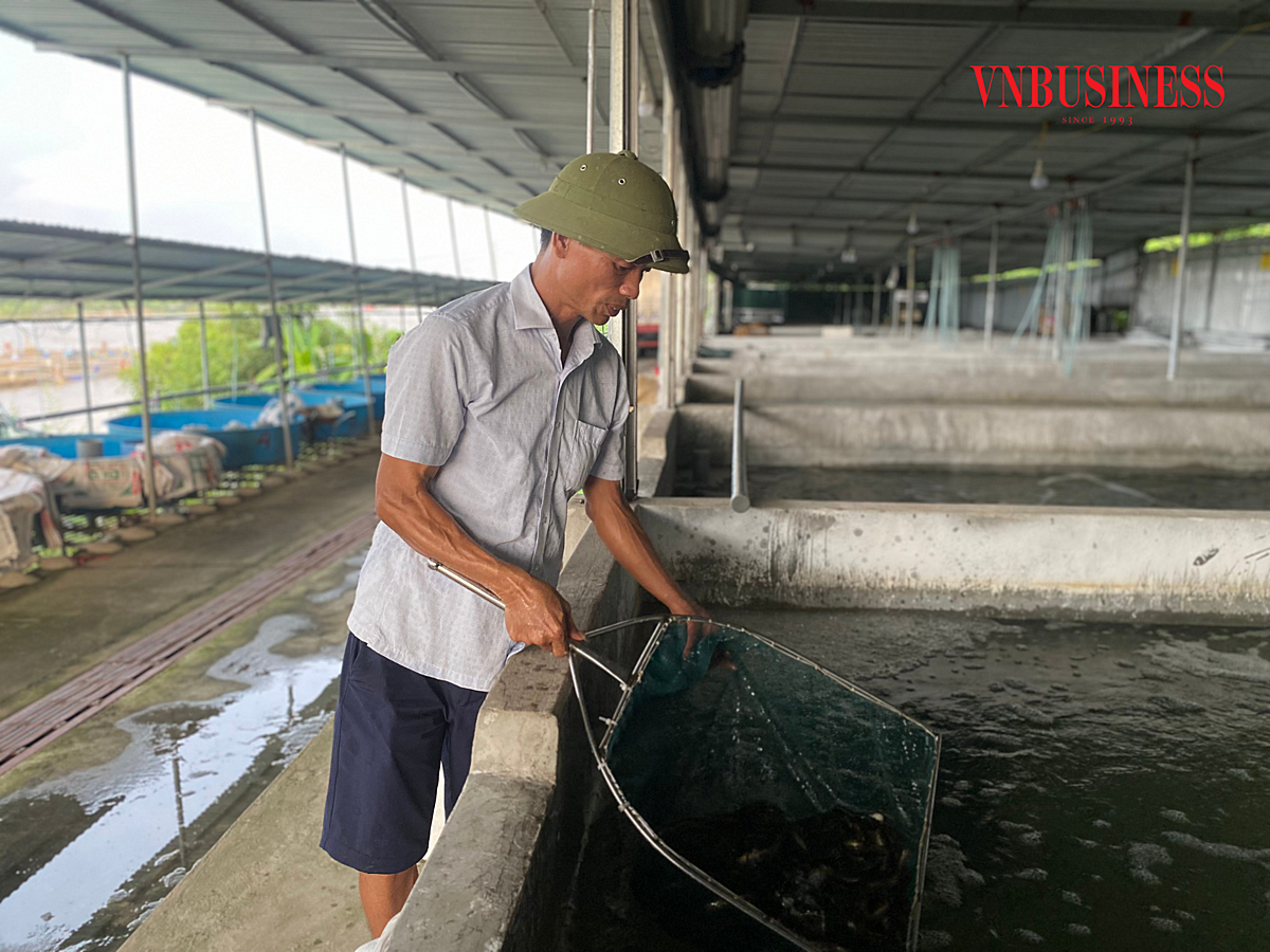 Các giống cá chủ yếu là các loài đặc sản như cá lăng chấm, chép giòn, diêu hồng…, sản lượng 500-600 tấn/năm