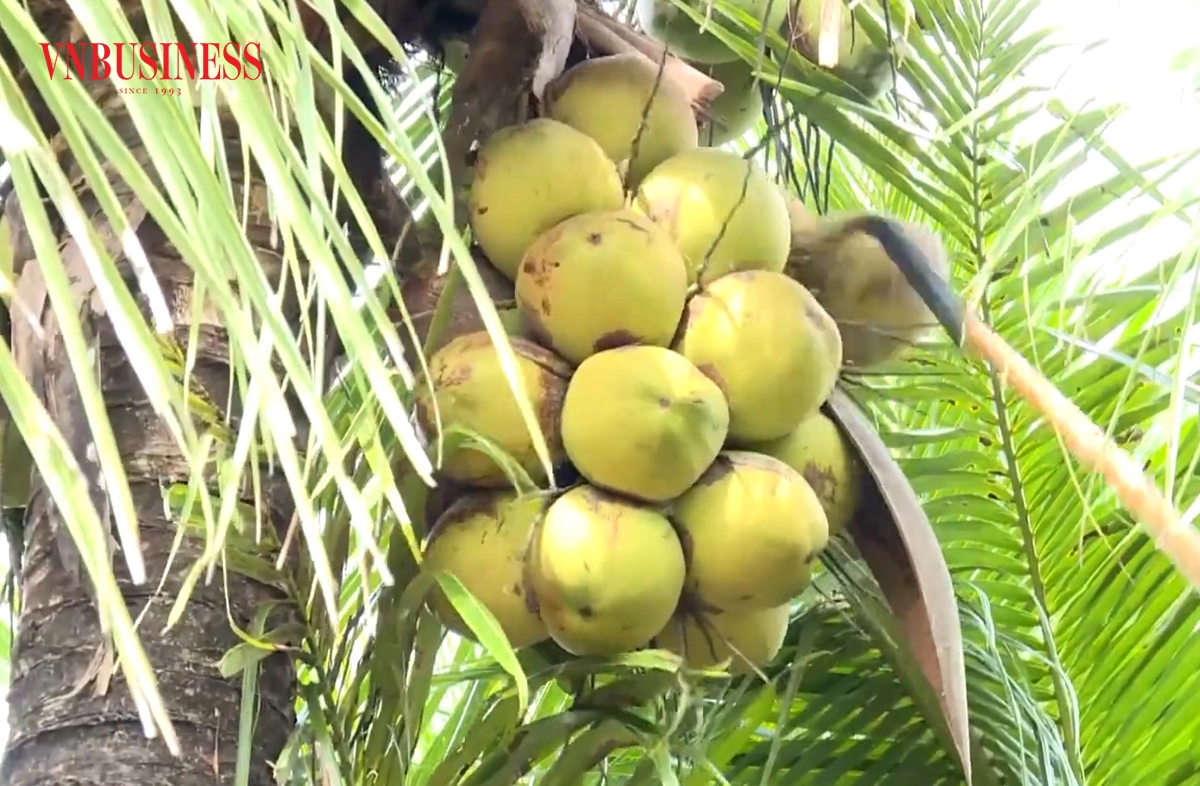 Đẩy mạnh xuất khẩu sẽ giúp trái dừa nâng cao giá trị trở thành cây làm giàu của người dân, HTX.
