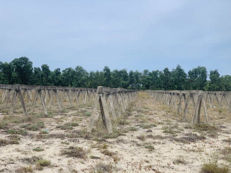 Dự án nông nghiệp công nghệ cao thuộc Tập đoàn FLC trên diện tích hơn 96 ha bị bỏ hoang.