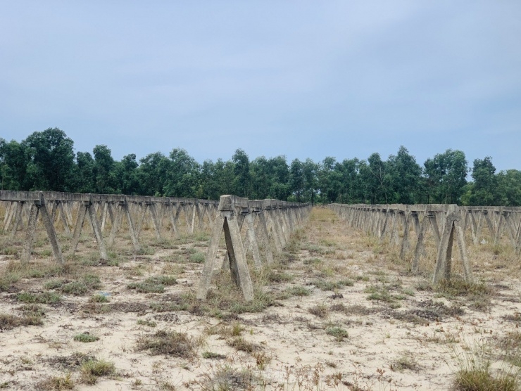 Dự án nông nghiệp công nghệ cao thuộc Tập đoàn FLC trên diện tích hơn 96 ha bị bỏ hoang.