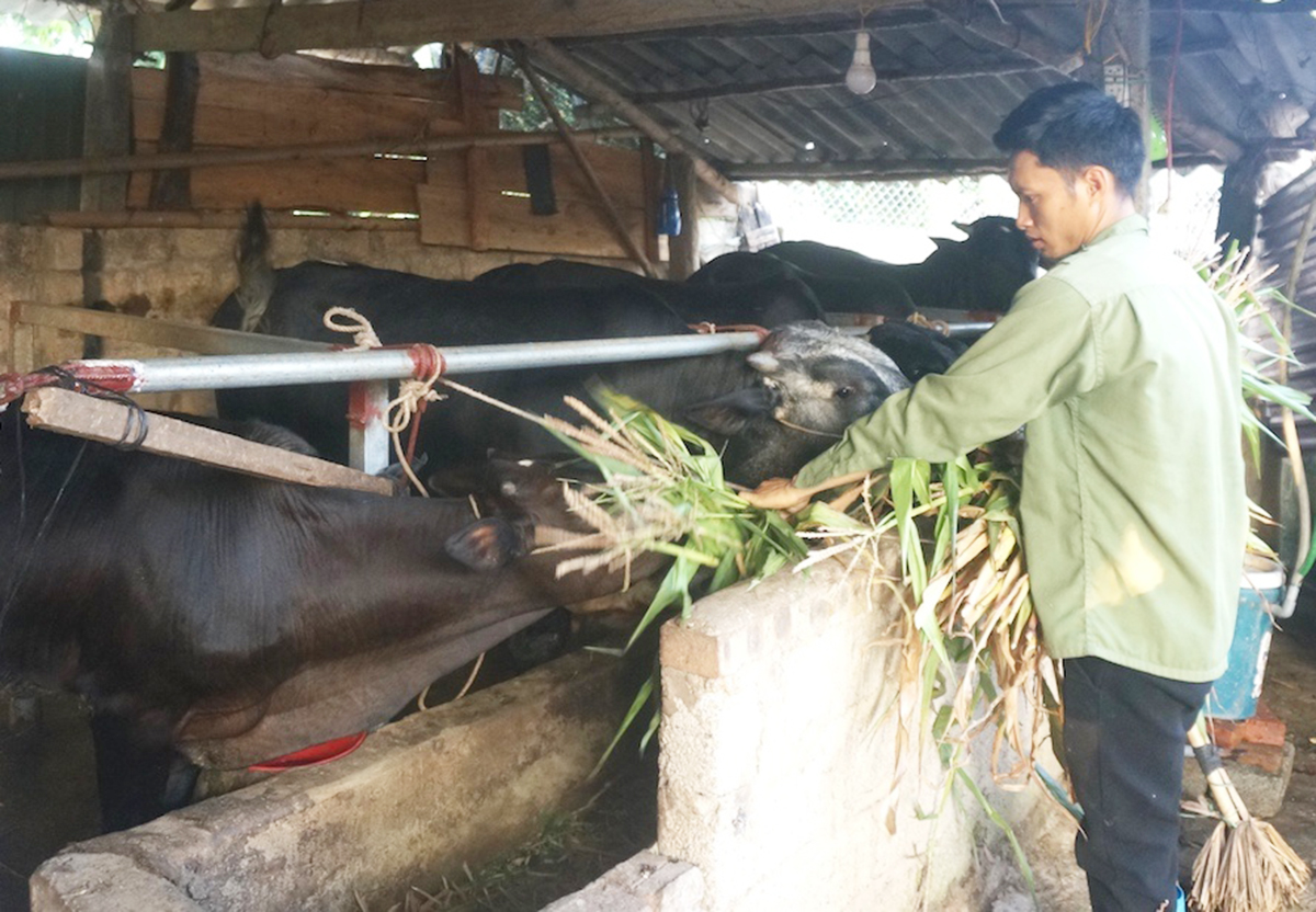 Cùng với trồng trọt, chăn nuôi cũng được huyện Đồng Hỷ chú trọng nhằm tạo sinh kế cho người dân.