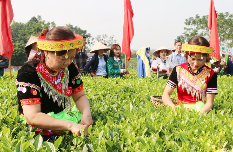 Chè đang là cây kinh tế chủ lực của nông dân, HTX huyện Đồng Hỷ &lpar;Ảnh: BTN&rpar;.