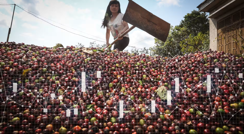 Giá cà phê sẽ còn biến động mạnh bởi nhiều yếu tố tác động.