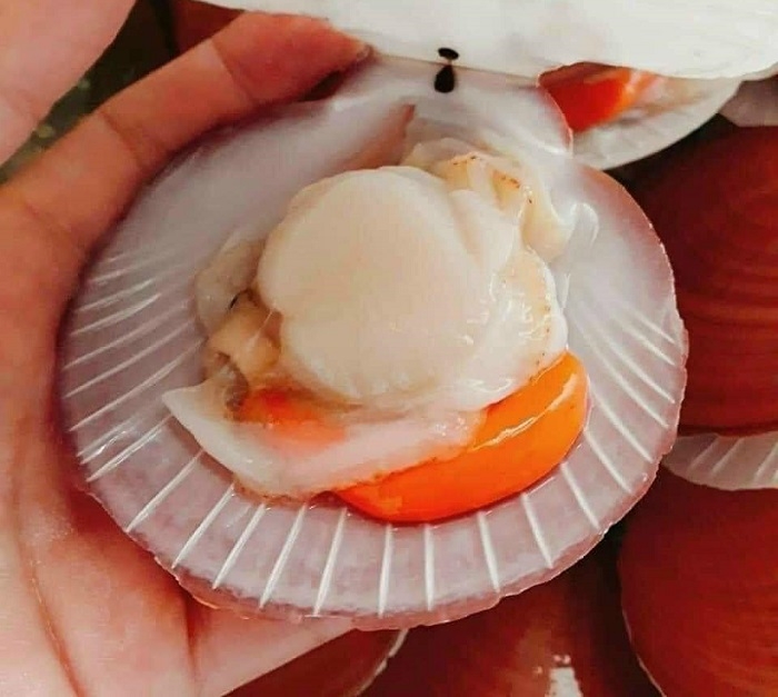 Nhật Bản đã xuất khẩu 13.075 tấn sò điệp nguyên vỏ sang Việt Nam trong nửa đầu năm nay, giá rẻ hơn rất nhiều.