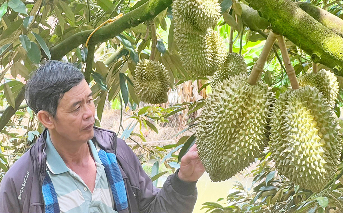 Sầu riêng đang là cây xóa nghèo, làm giàu cho nhiều nông dân huyện Đam Rông &lpar;Ảnh: BLĐ&rpar;.