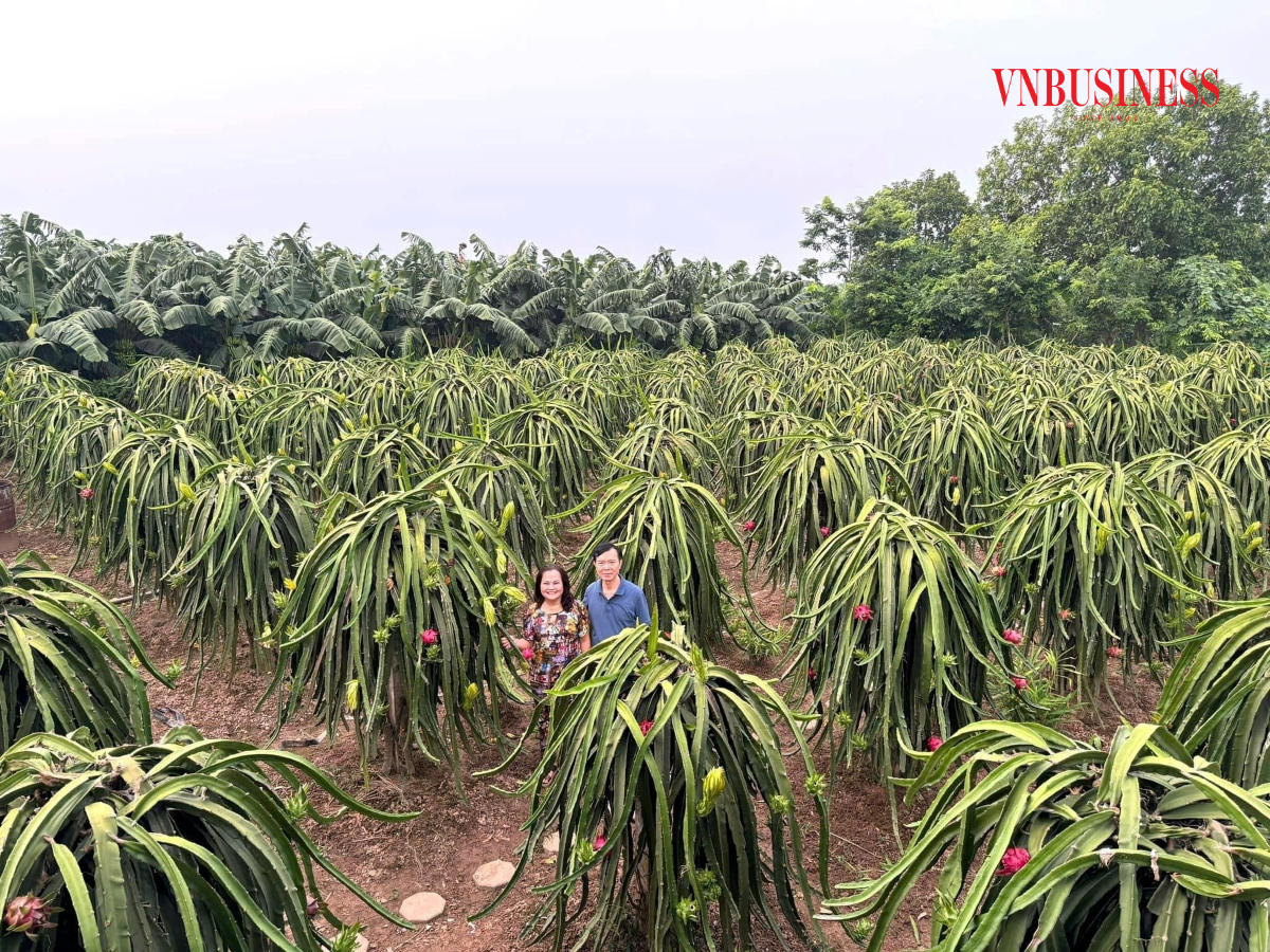 HTX Lộc Thúy Quỳnh Farm có gần 15ha thanh long ruột đỏ.